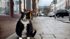 Țara unde cei care abandonează şi abuzează animalele sunt amendaţi cu 200.000 de euro